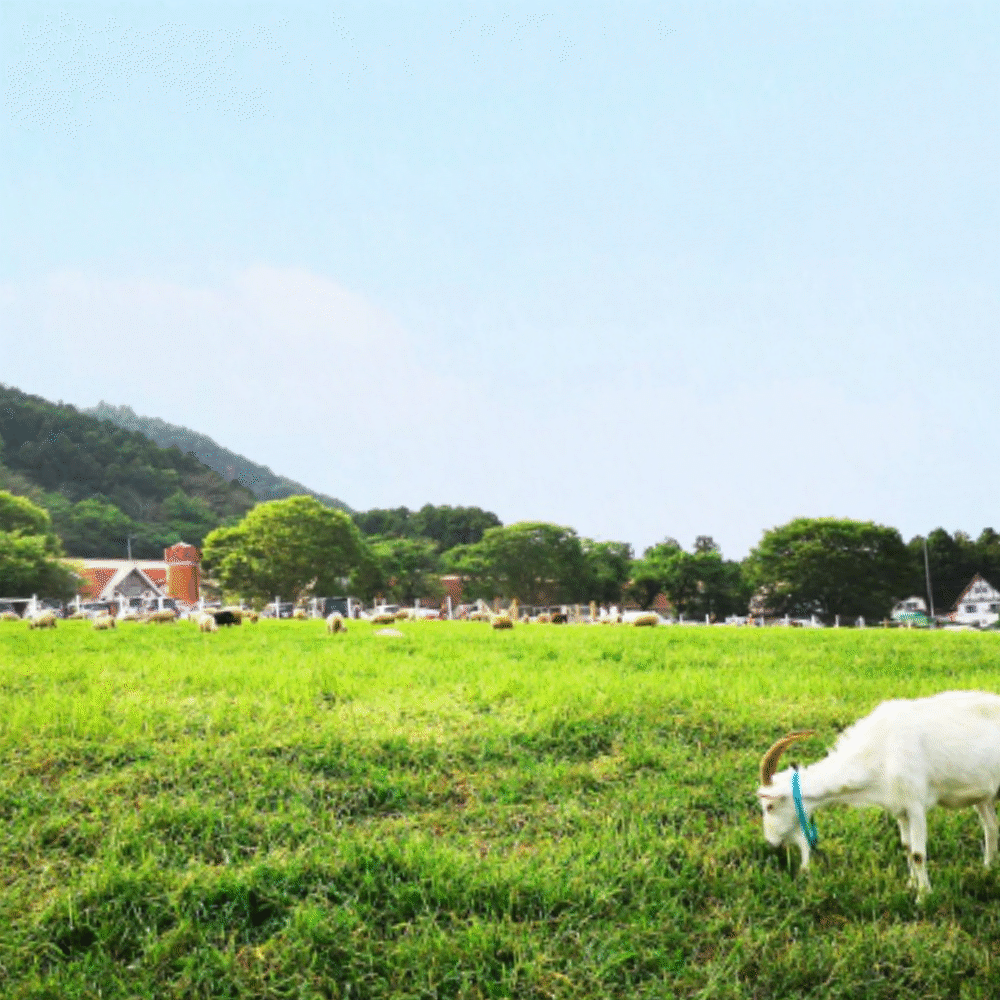 Children riding a tractor and interacting with animals at Hattori Farm