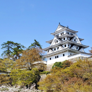 The beautiful white wooden Gujo Hachiman Castle, perched on a hilltop