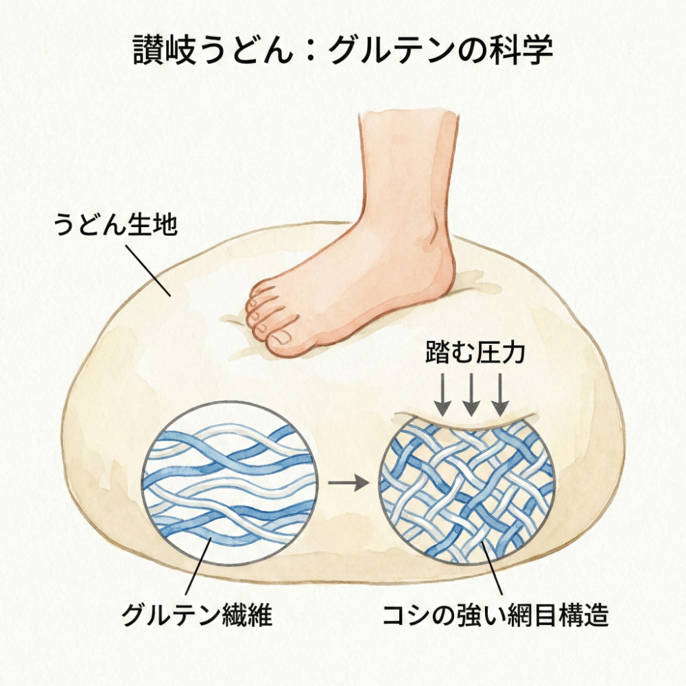 Illustration showing how stomping with feet strengthens the gluten web in udon dough