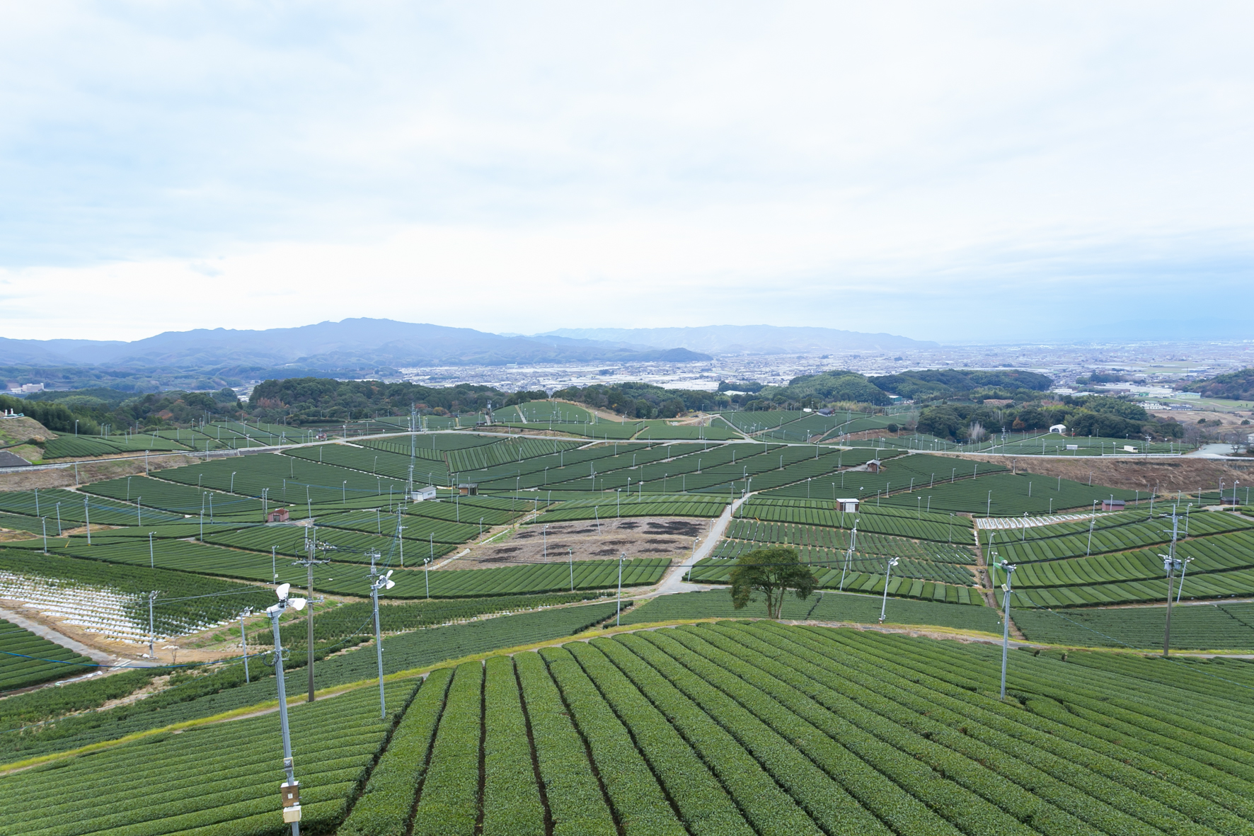The spectacular Yame Chuo Daicha-en tea gardens, a green carpet spreading as far as the eye can see