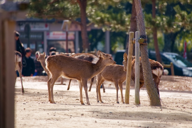 A child feeding deer crackers to deer at Nara Park