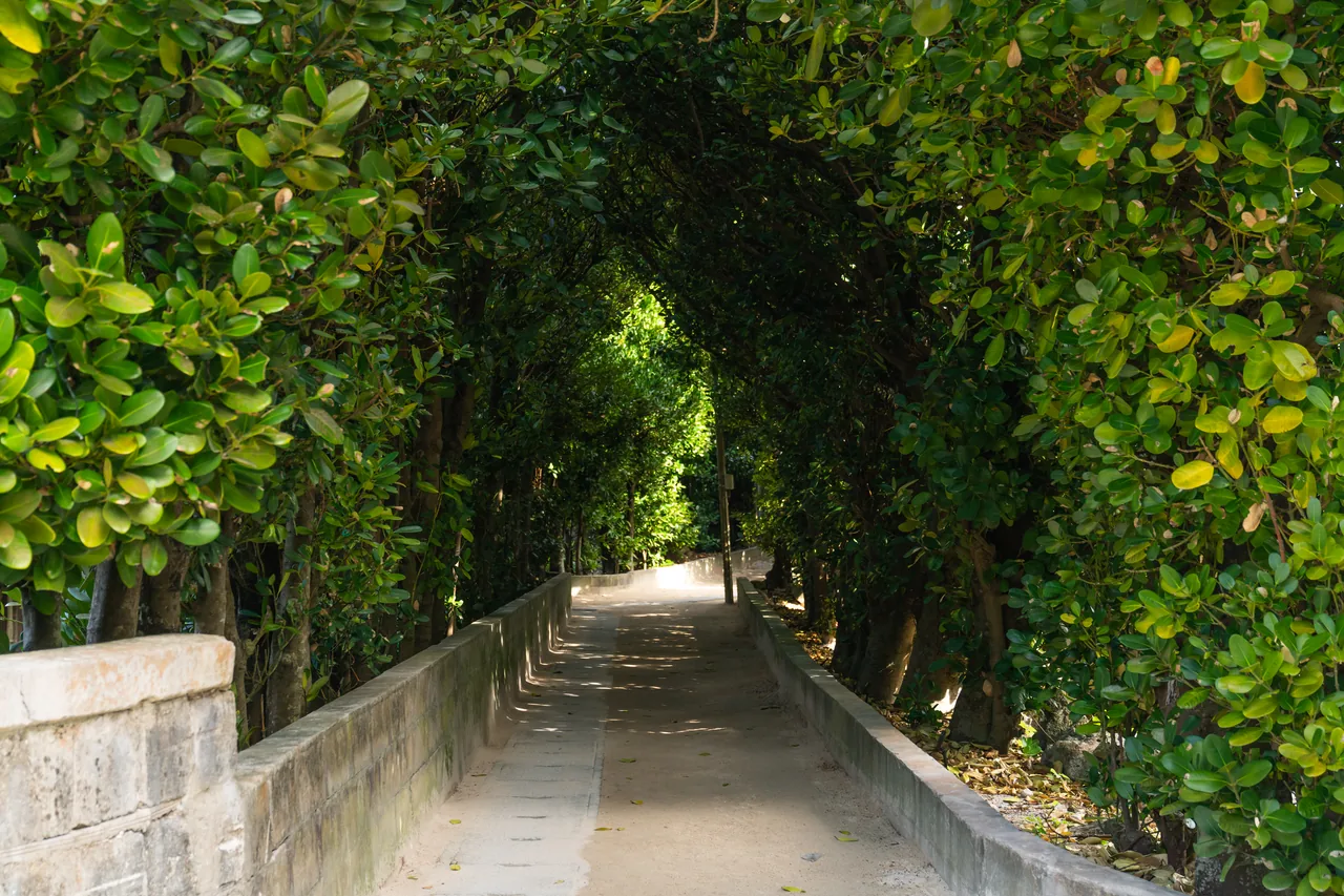 The Bise Fukugi Tree-Lined Road