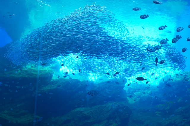 The massive tank at Sendai Umino-Mori Aquarium with a school of Japanese anchovy swimming