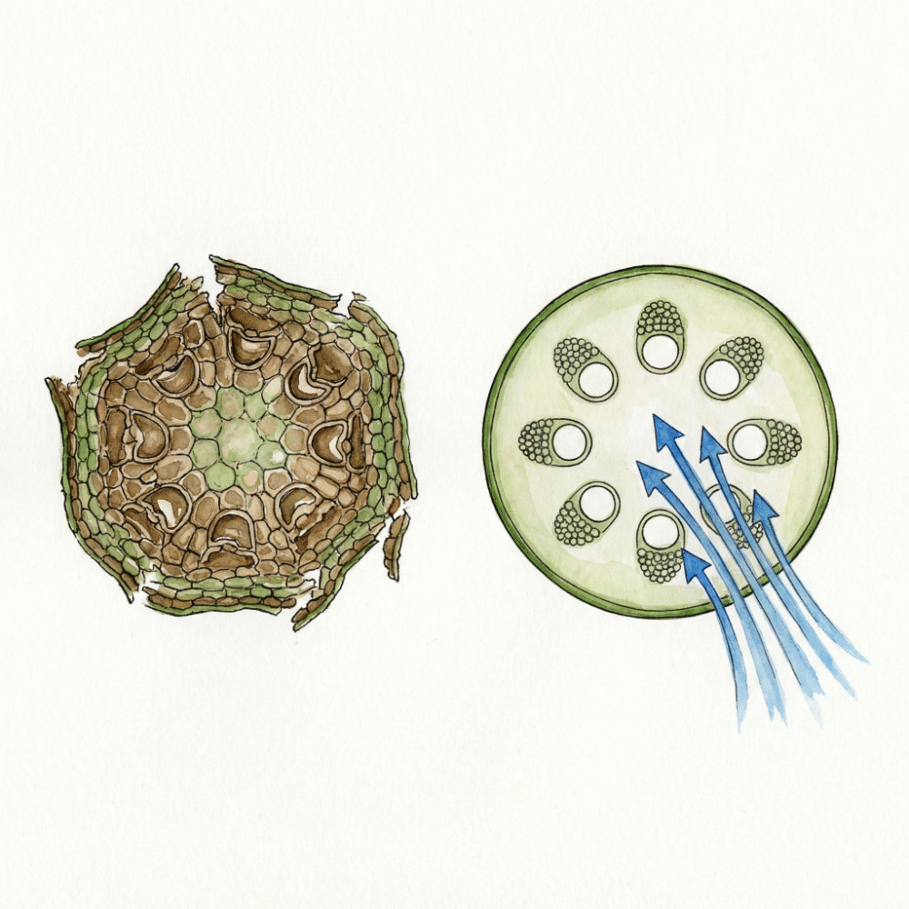 Side-by-side cross-section illustration: a crushed stem cut by a dull blade versus a clean circular cut by a sharp blade