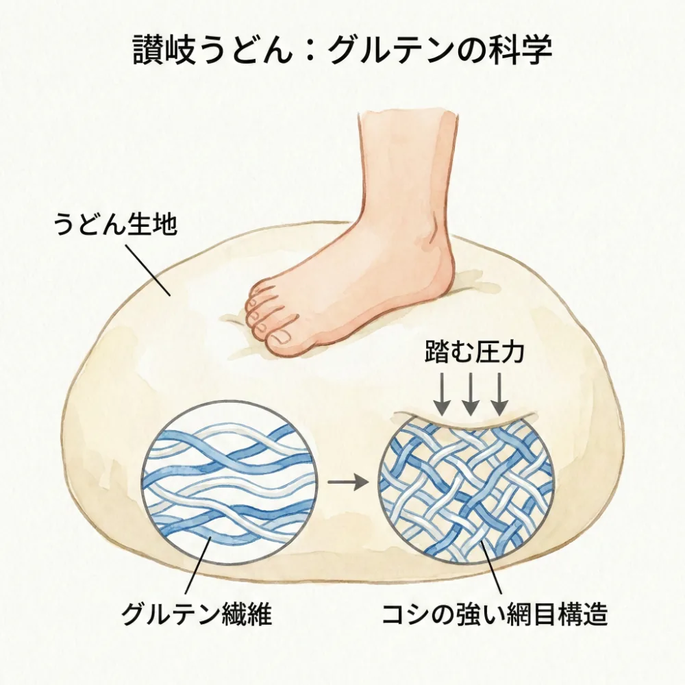 足で踏むことで小麦粉のグルテンが網の目のように強くなる様子を説明するイラスト