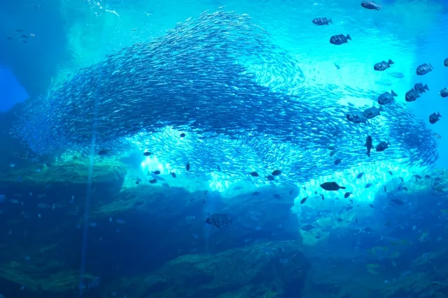 マイワシの大群が泳ぐ仙台うみの杜水族館の巨大水槽