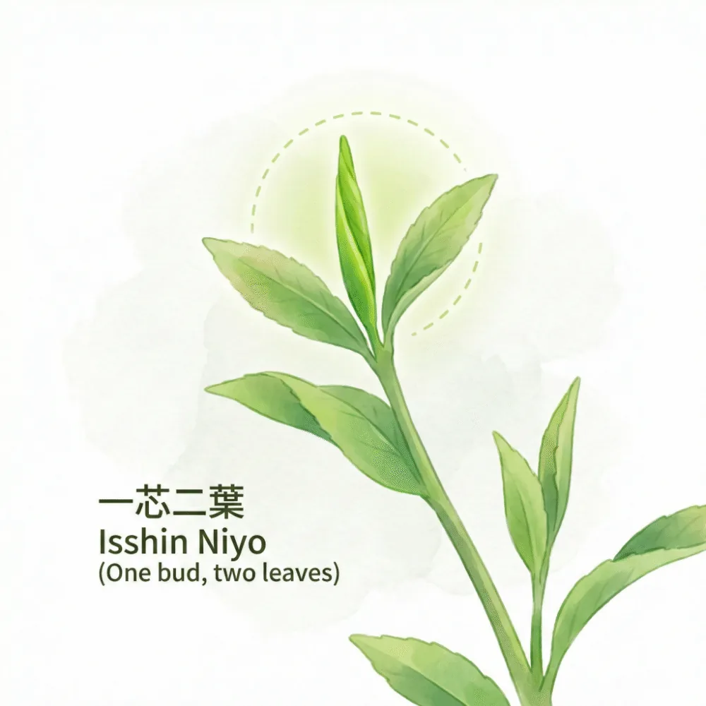 お茶の先端にある一芯二葉のイラスト図解
