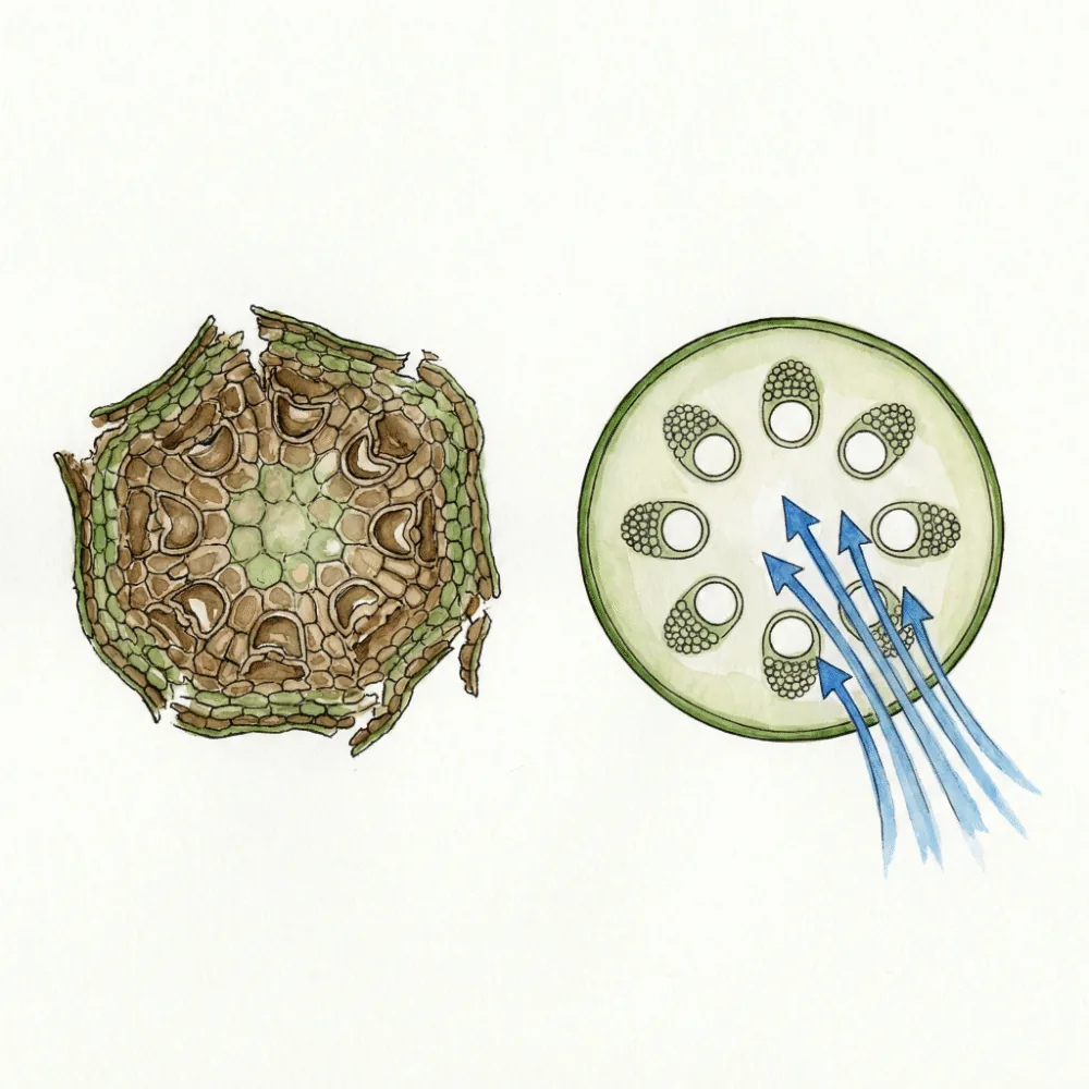 切れ味の悪いハサミで潰れた茎の断面と、良いハサミで切った綺麗な断面の比較イラスト