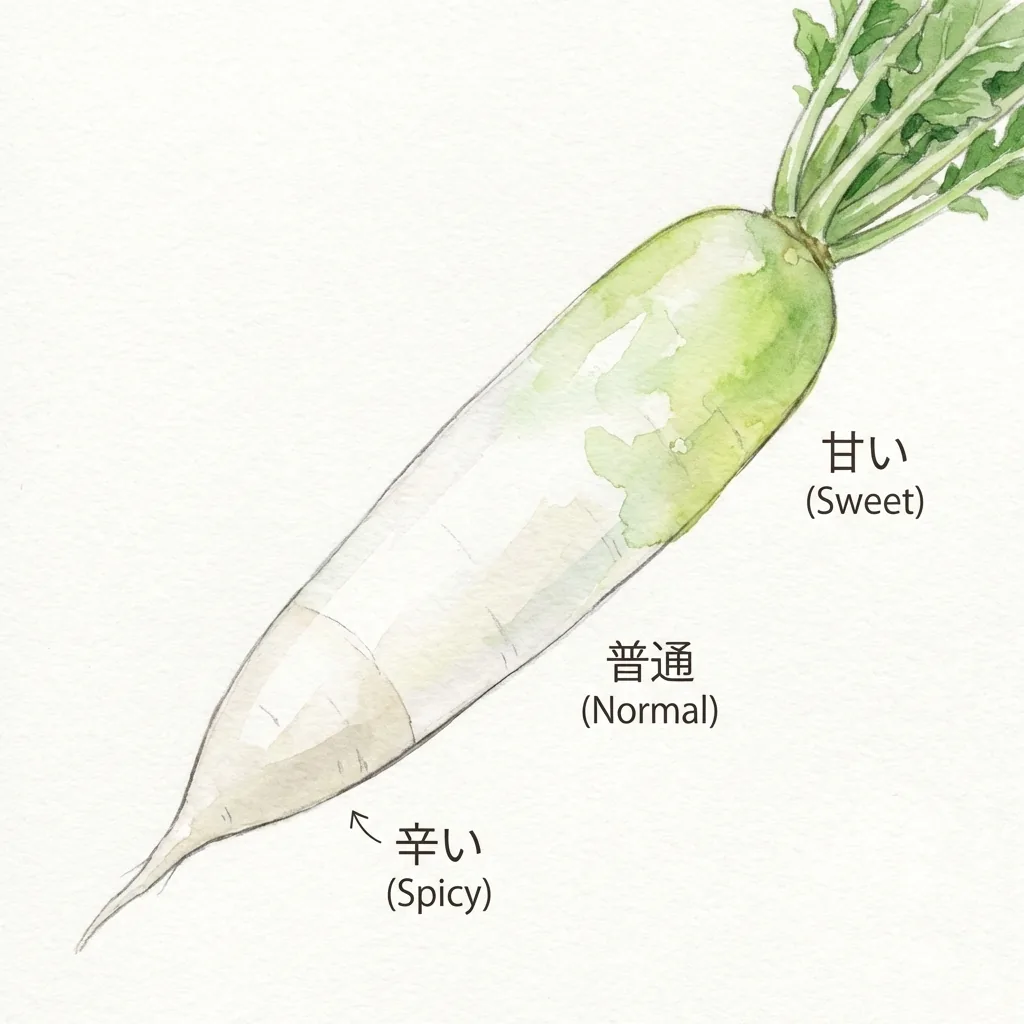 大根の上部・中部・下部の味の違いを図解したイラスト