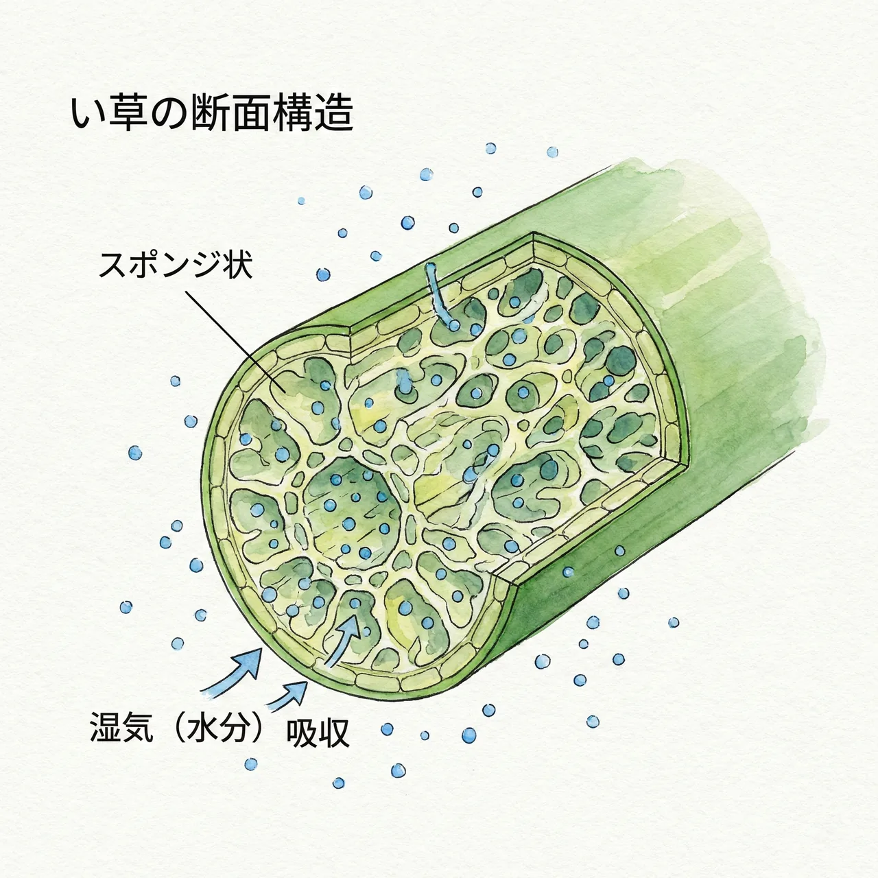 い草の断面がスポンジ状になっており湿気を吸収している拡大図のイラスト